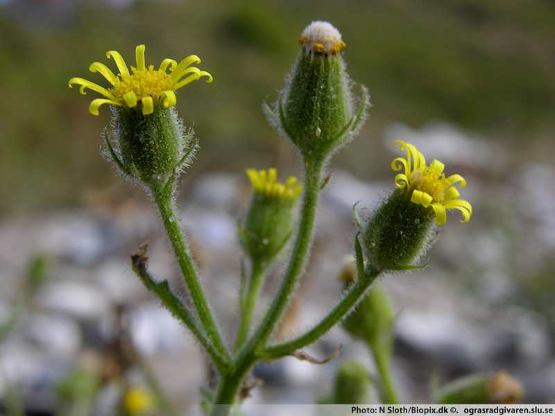 Klibbkorsört (S. viscosus). Blommor kvastlikt samlade, bakåtböjda kantblommor. stjälkar körtelhåriga (klibbiga), stinkande.
